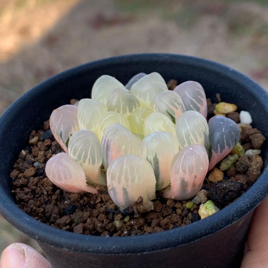 多肉植物 ハオルチア　オブツーサ錦 OB-1糊斑