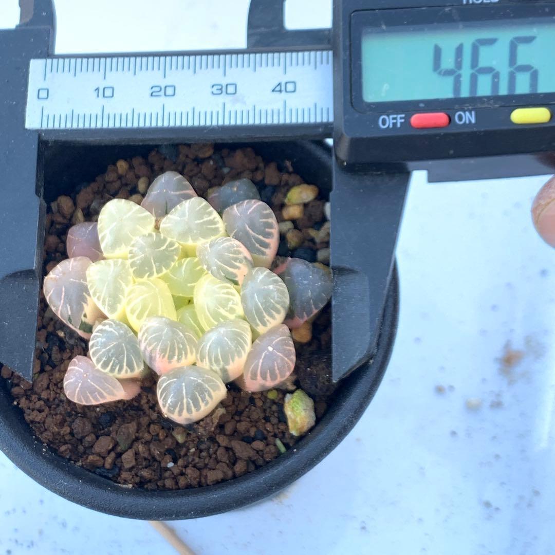 多肉植物 ハオルチア　オブツーサ錦 OB-1糊斑