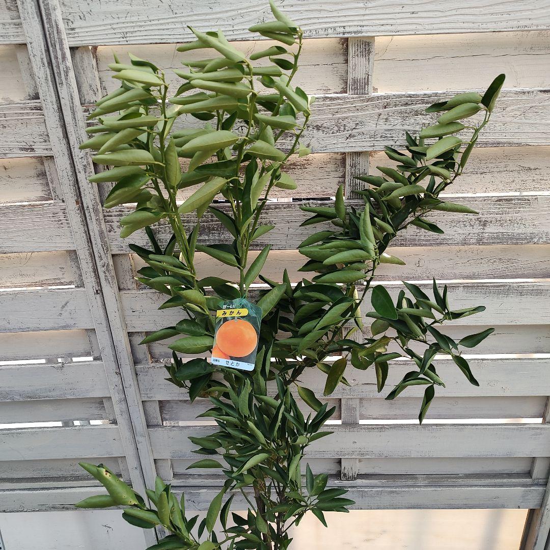 せとか3年生 登録品種 苗木