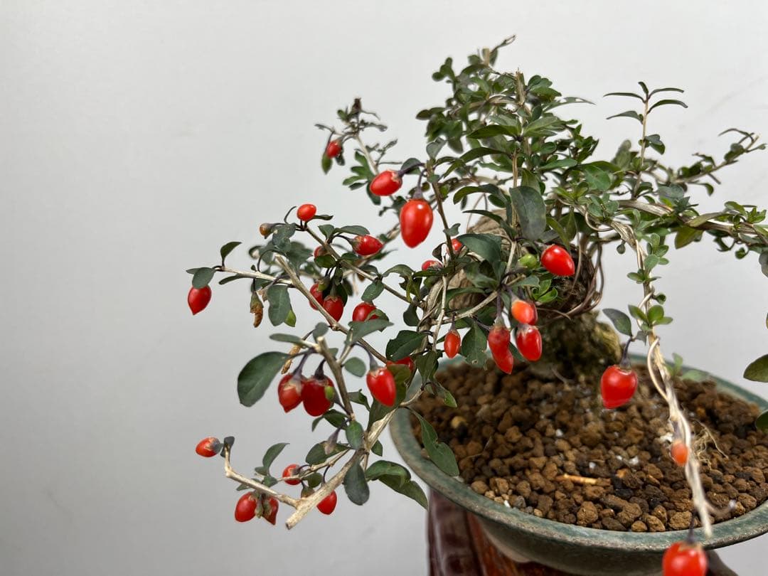 小品盆栽　枸杞　クコ