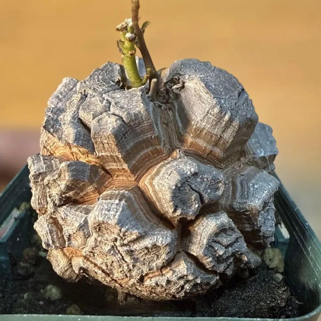 【極上】バキバキ亀甲竜 7.5cmポット 速達 塊根植物 コーデックス