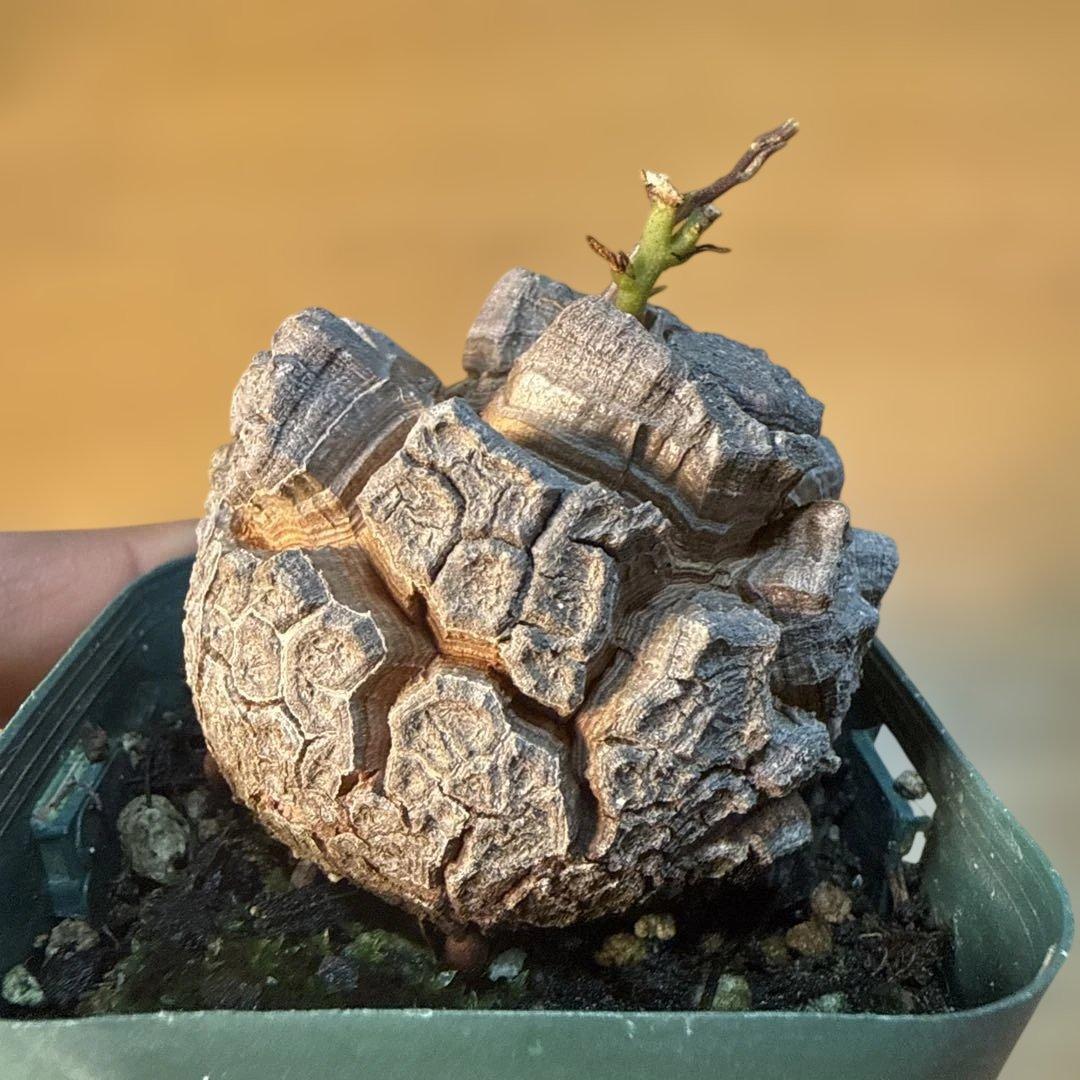 【極上】バキバキ亀甲竜 7.5cmポット 速達 塊根植物 コーデックス