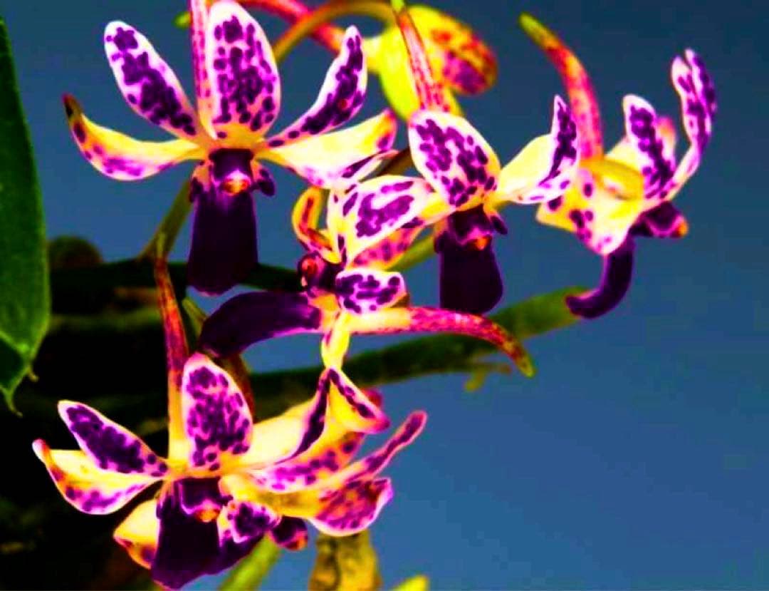 富貴蘭「恋心」素地羅紗葉に縞の超多色花品（ラスト品）