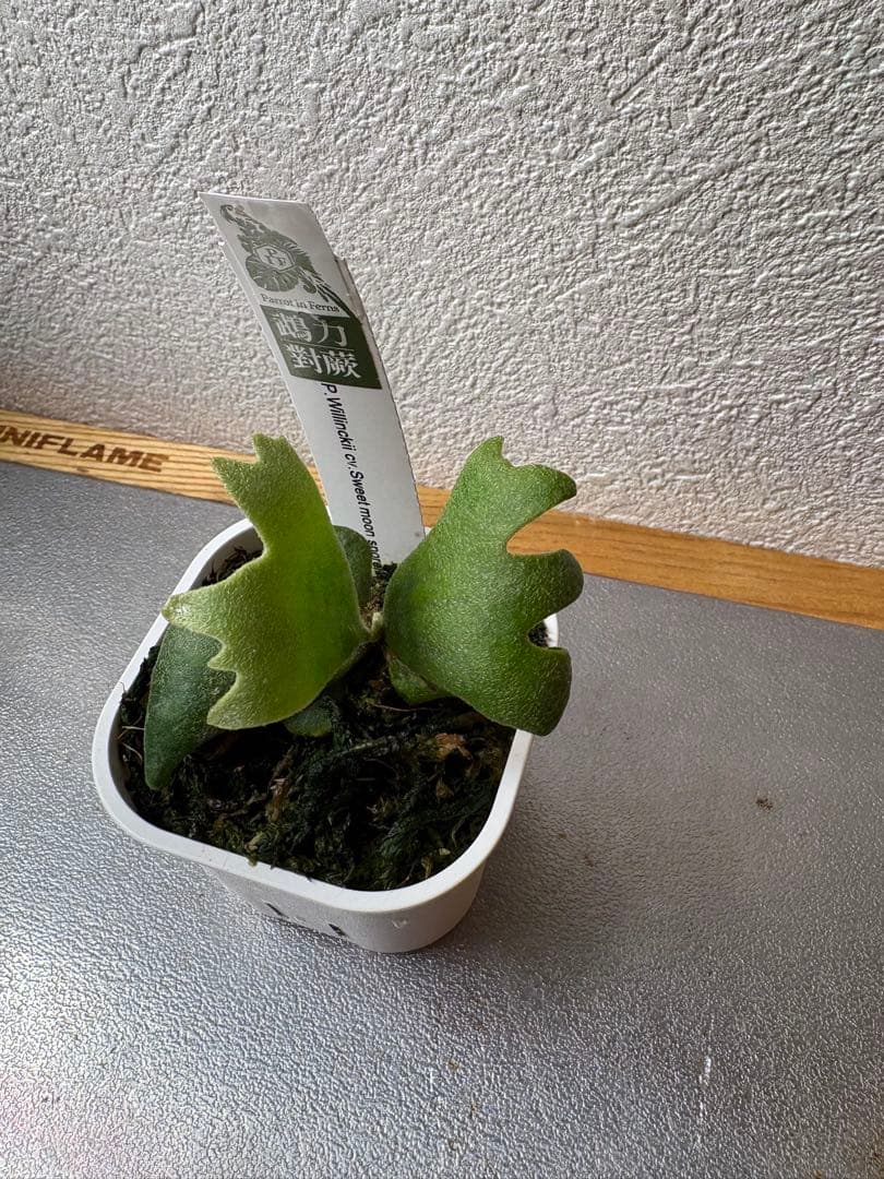 ビカクシダ P. Willincki cv.Sweet moon sporeling