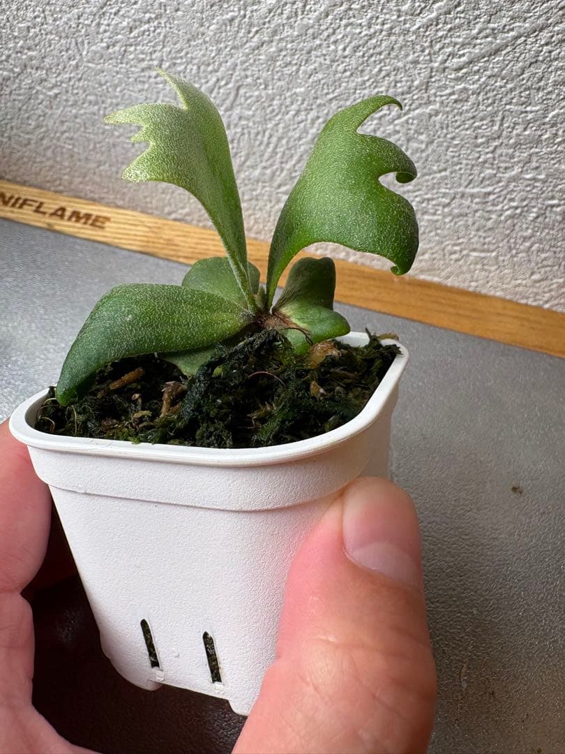 ビカクシダ P. Willincki cv.Sweet moon sporeling