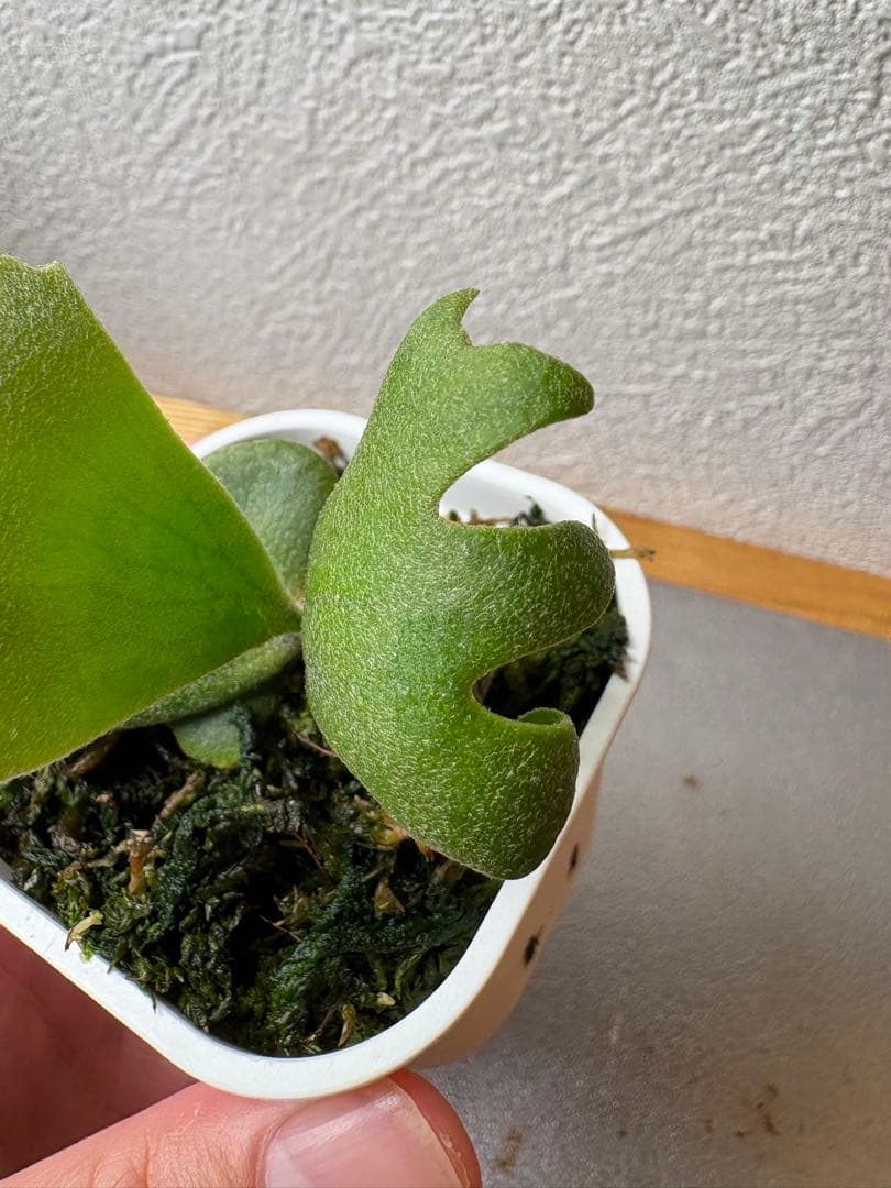 ビカクシダ P. Willincki cv.Sweet moon sporeling