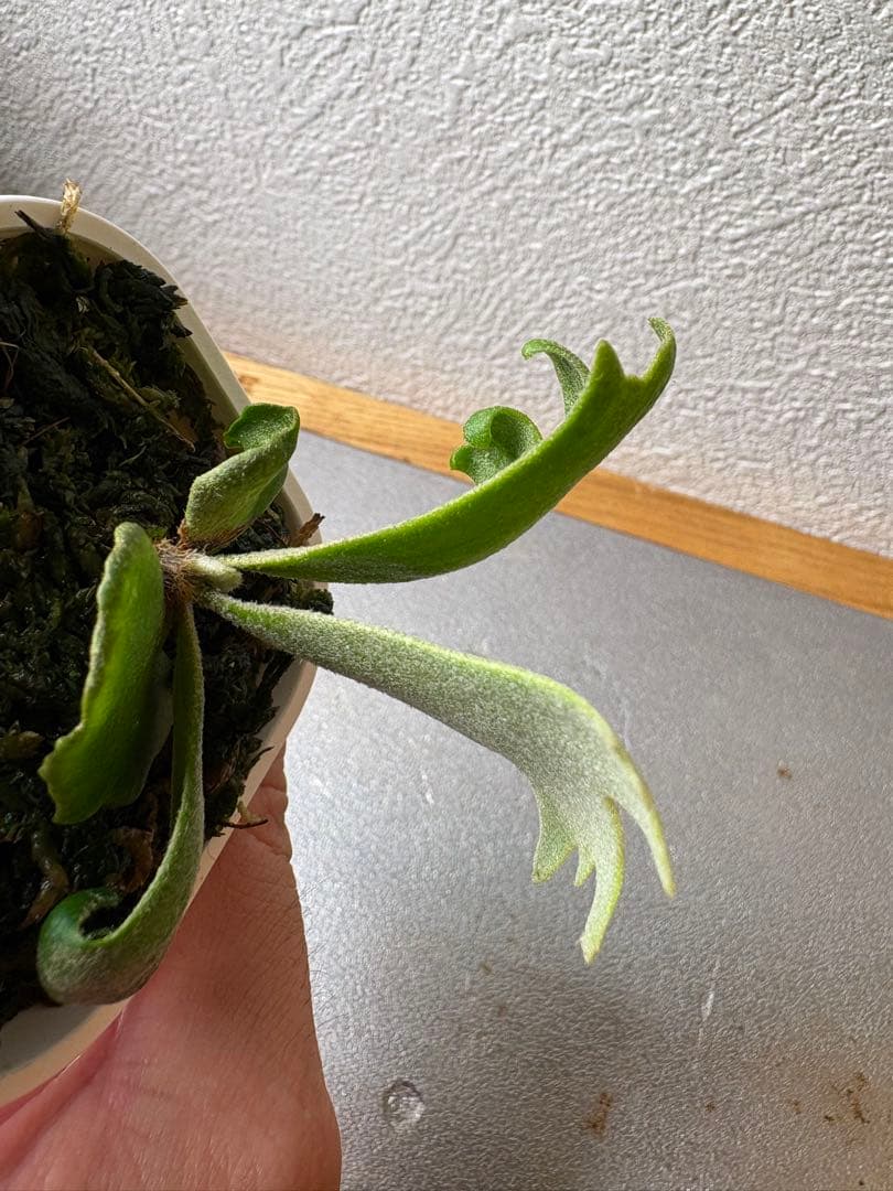 ビカクシダ P. Willincki cv.Sweet moon sporeling