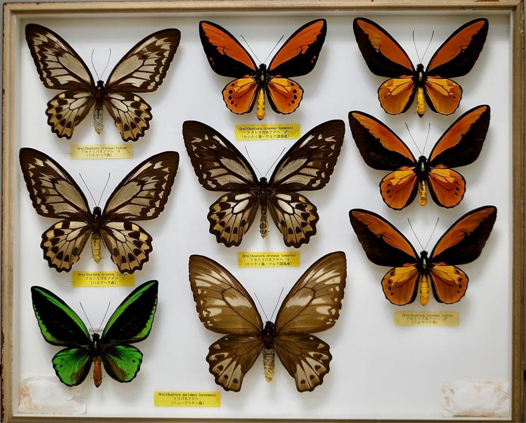 蝶標本  アカメガネトリバネアゲハ 産地別コレクション 研究用 大型ドイツ箱