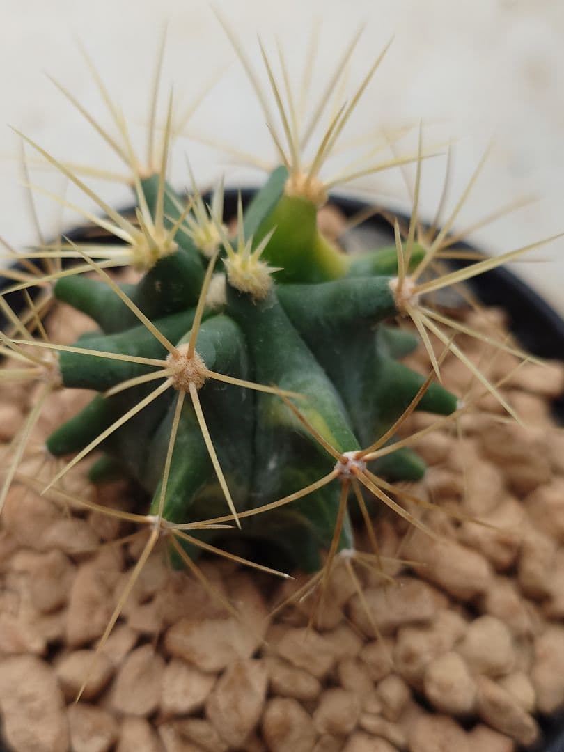 P*W様 オークション　サボテン　フェロカクタス　王冠竜錦　実生