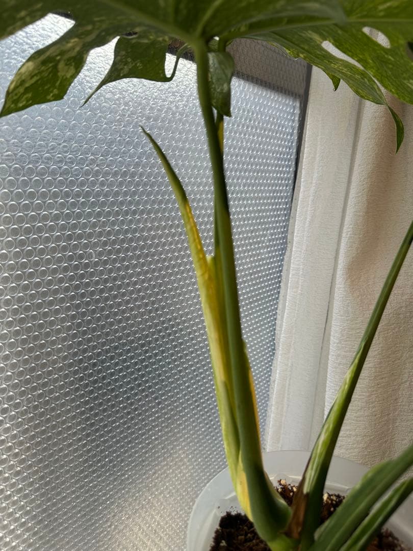 モンステラ ホワイトモンスター 天津蘭