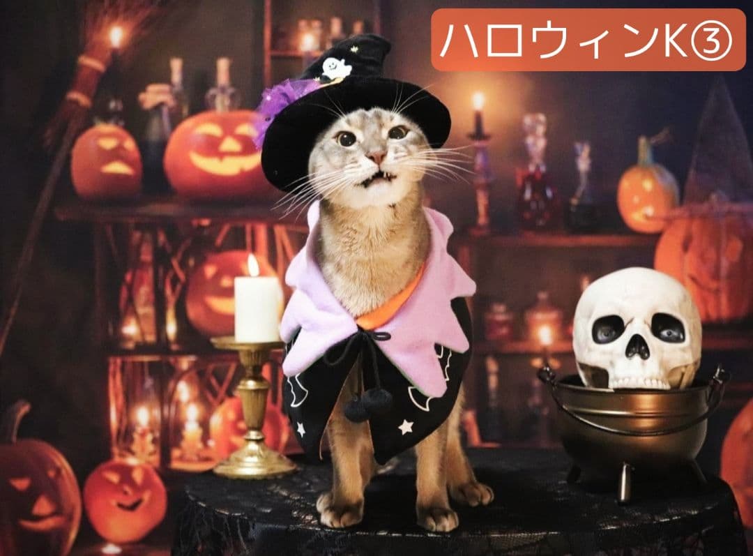 背景布【秋C】サンプル　ペット撮影用　紅葉　イチョウ　トリミングチョーカー販売中