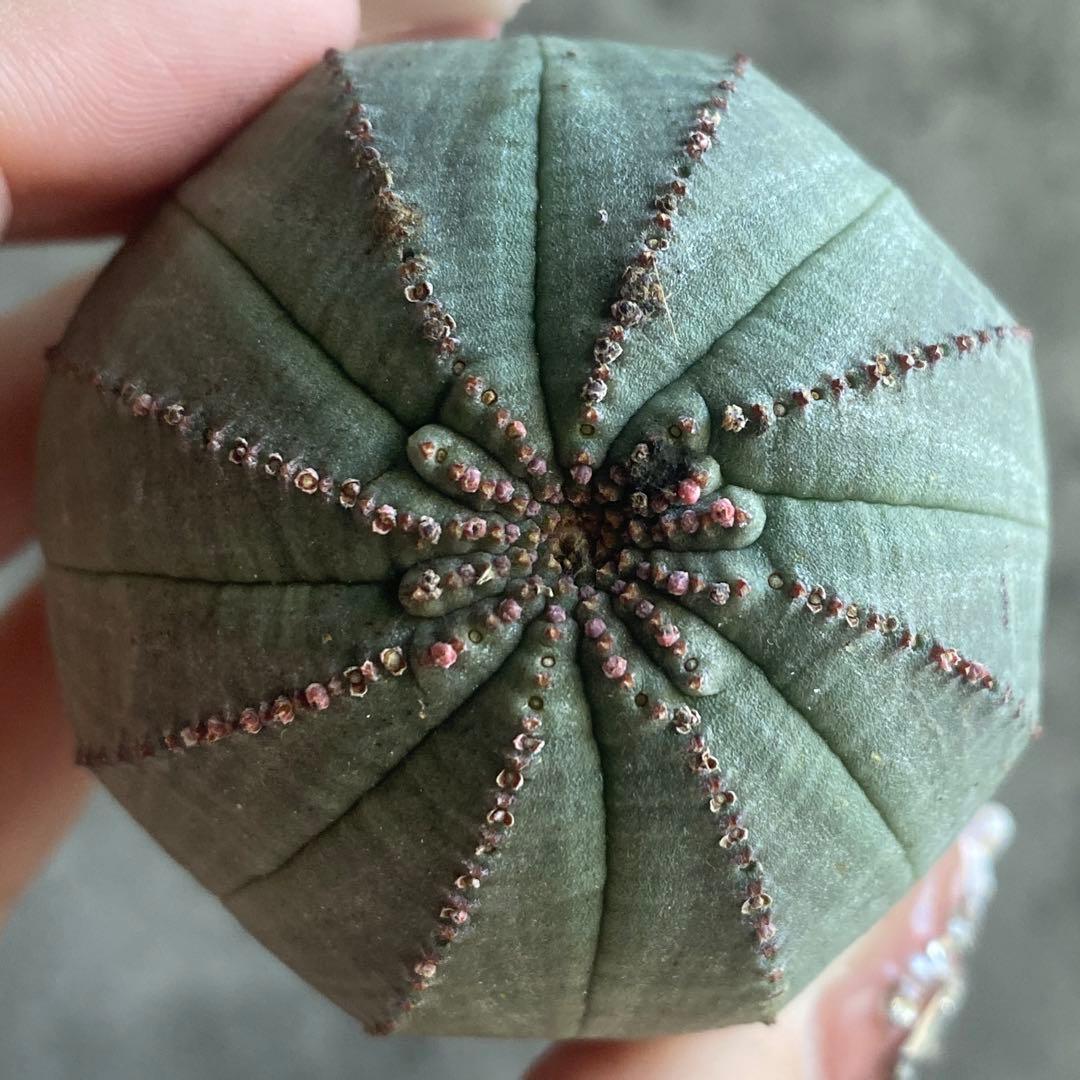 ぽ*ん様 B15843★オークション★ 超巨大7cm株！ユーフォルビア オベサ