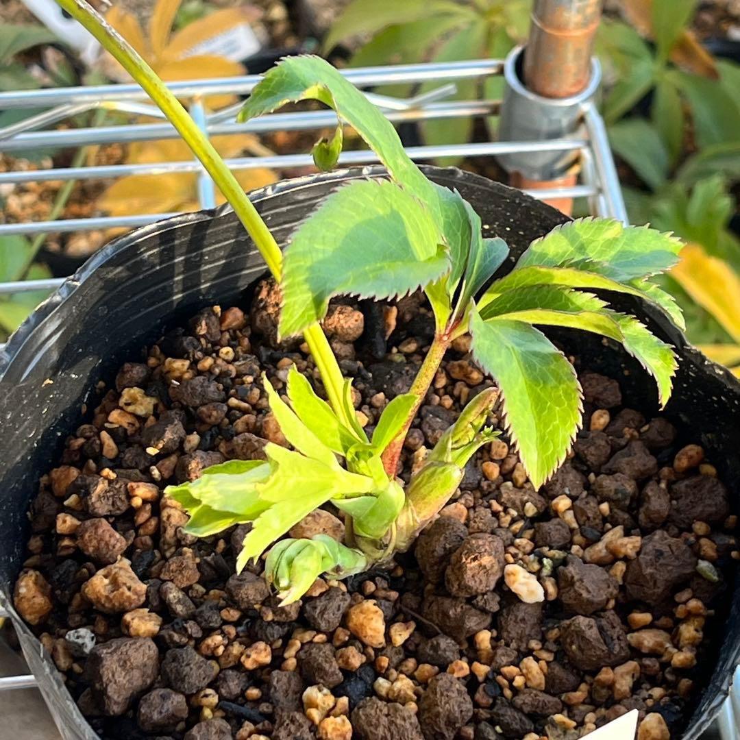 の*ん様 ☘️超レア☘️❤️開花株❤️根充実❤️新芽❤️953⭐️レア⭐️【ヘル