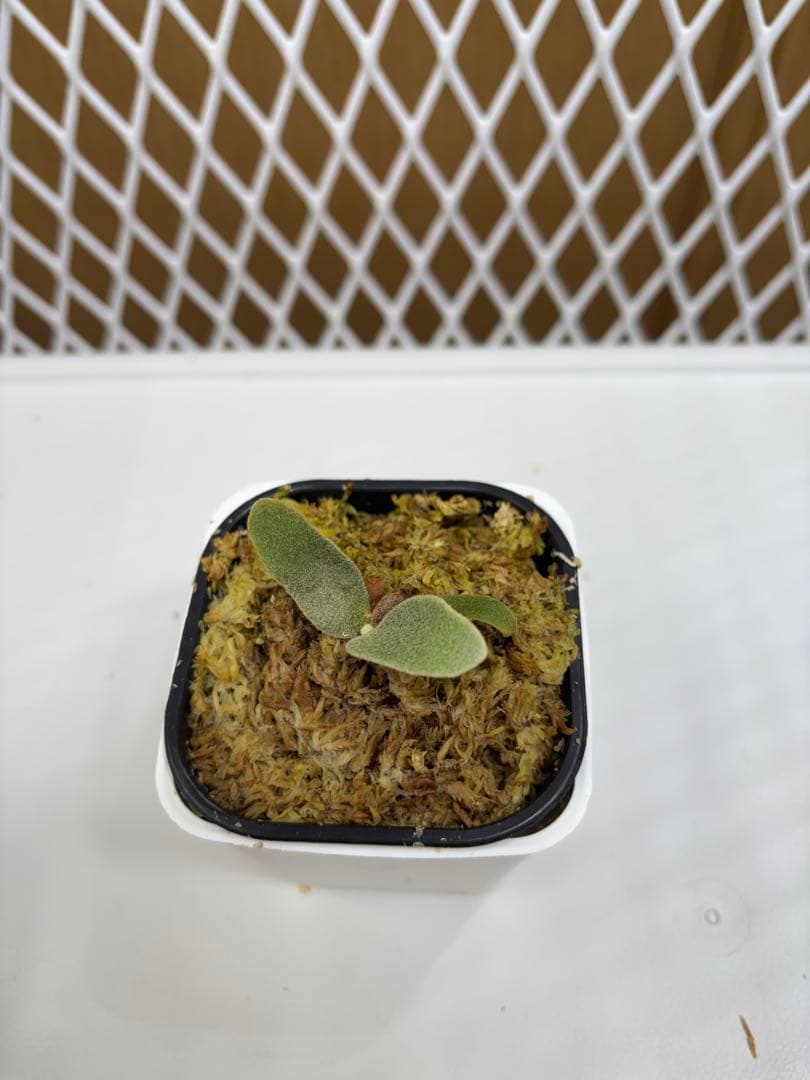 ビカクシダ P.Willinckii ''Mew'' sporeling