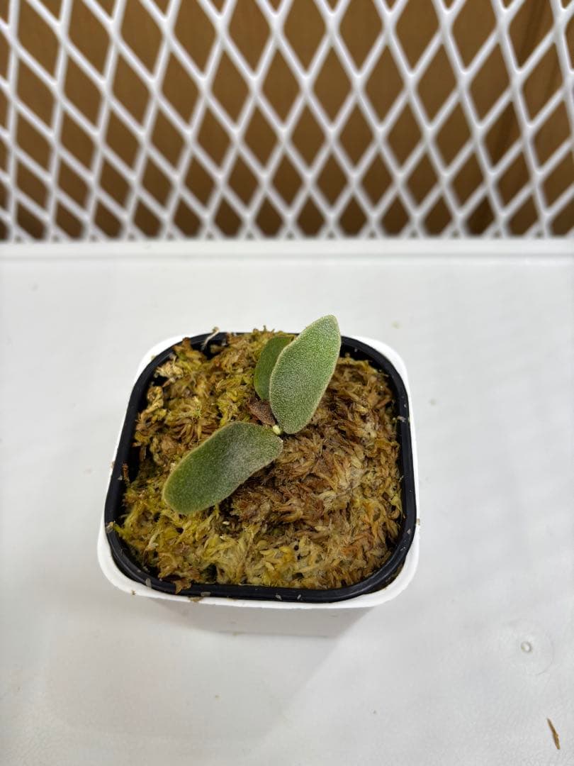 ビカクシダ P.Willinckii ''Mew'' sporeling