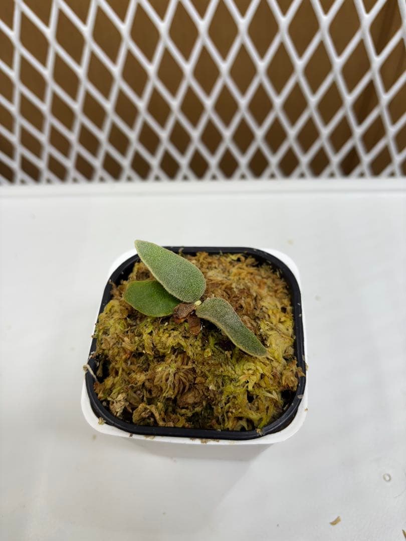 ビカクシダ P.Willinckii ''Mew'' sporeling