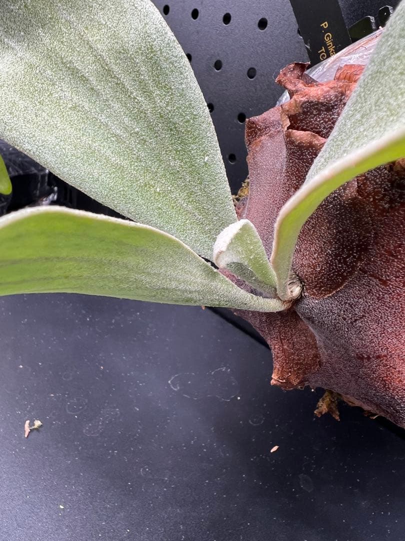 ビカクシダ Platycerium Ginka TC