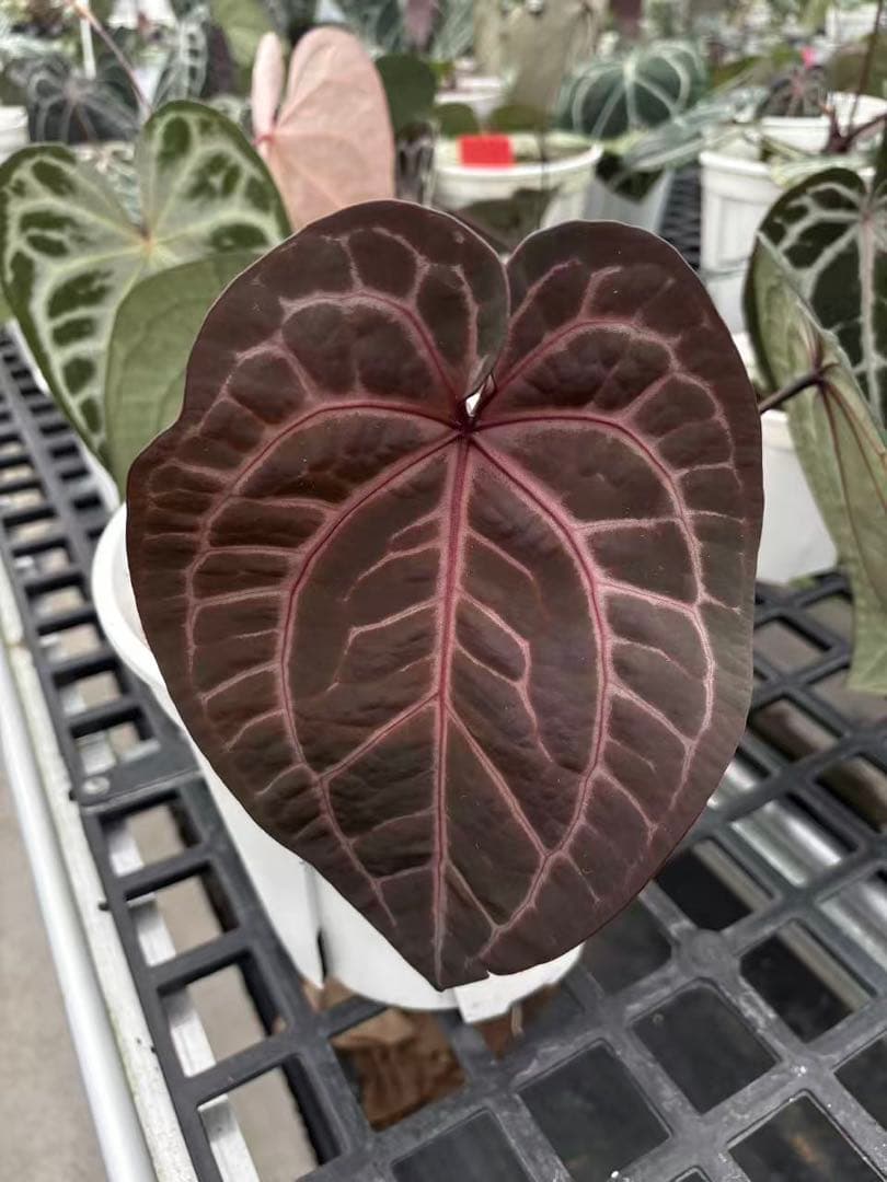 anthurium dream weaver✖️necromancer