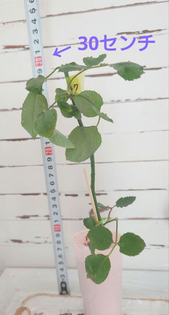 ❀オフェリアさま❀　バラ　苗　切り花品種　クリーミーな色あい　2350