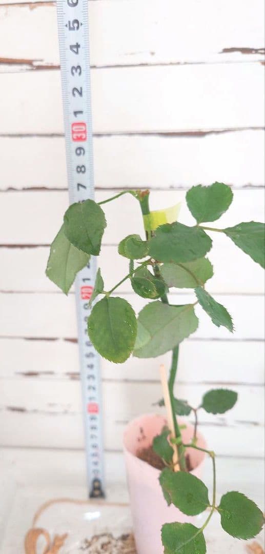 ❀オフェリアさま❀　バラ　苗　切り花品種　クリーミーな色あい　2350