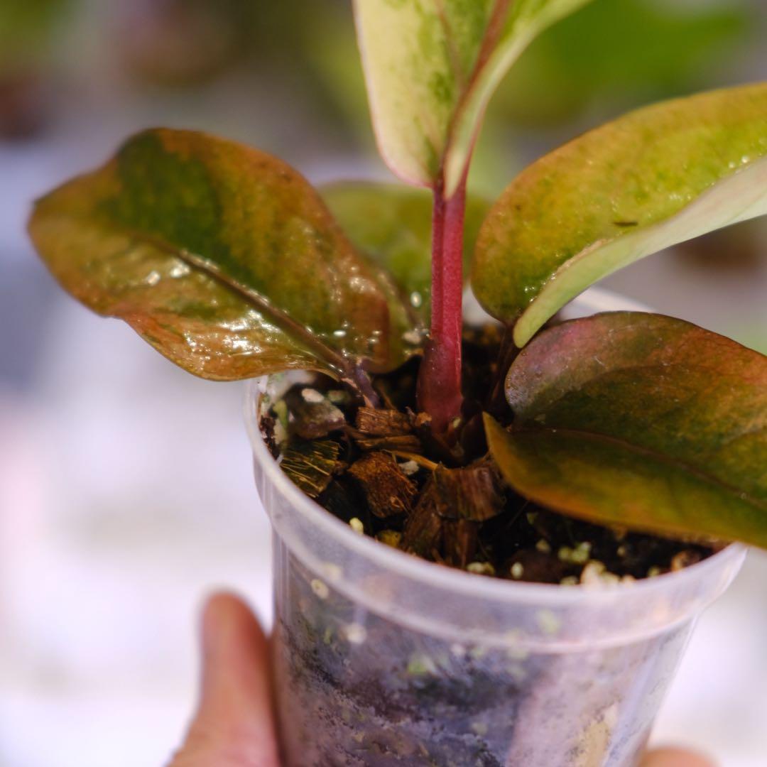 Anthurium Hookeri Sweeta Pink Polkadot ③