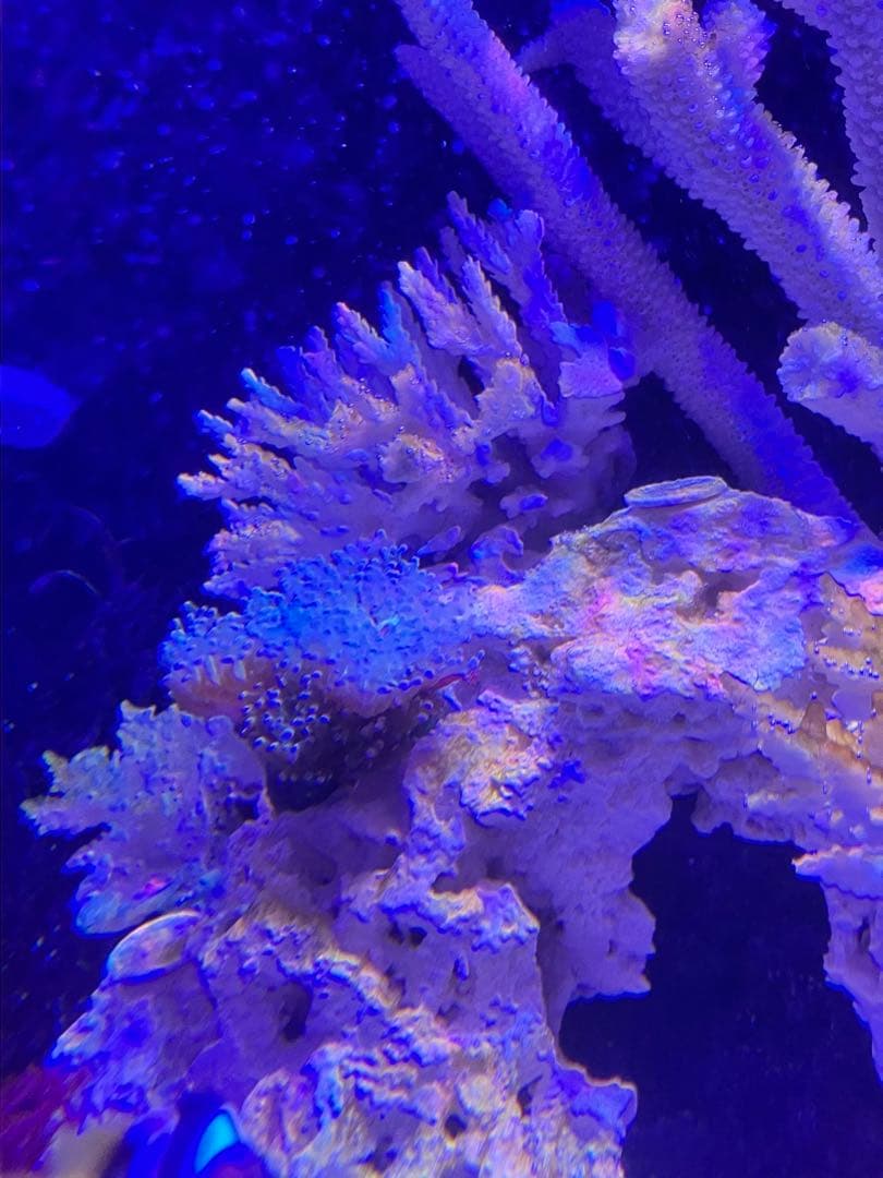 RedSea Reefer170 リーファー 美品　目黒区発送