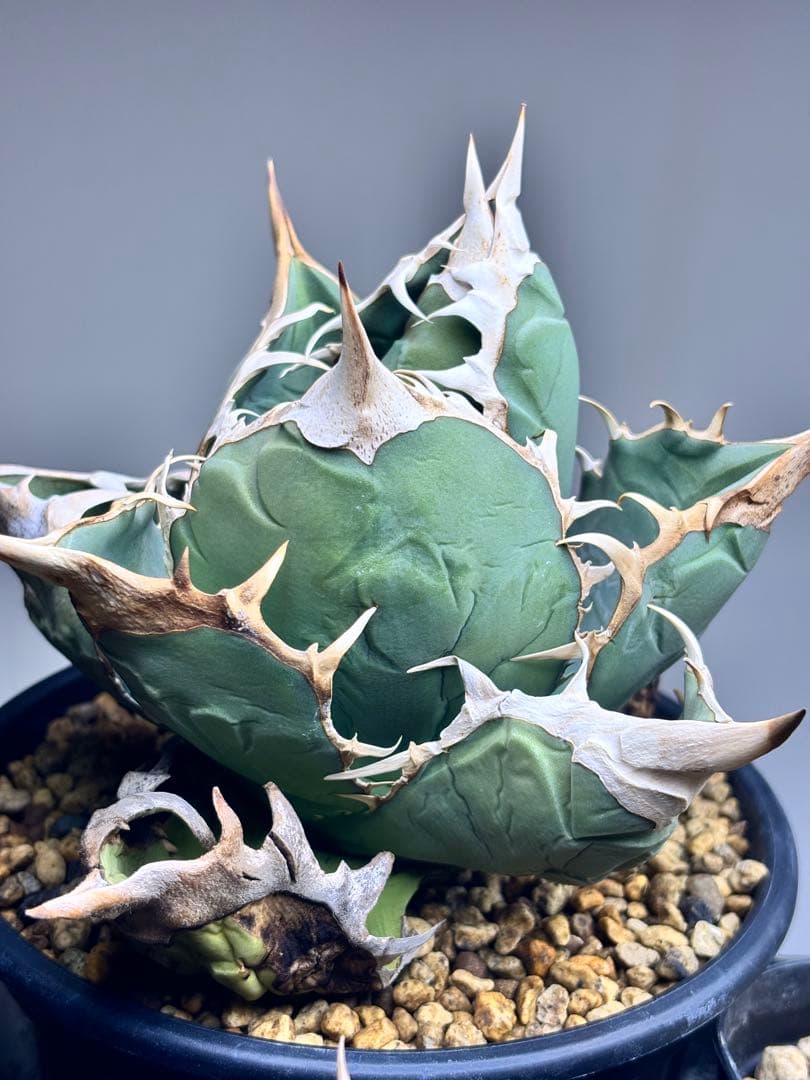 アガベ　オアハカ　ワイルド　現地球株　バンド幅　強棘