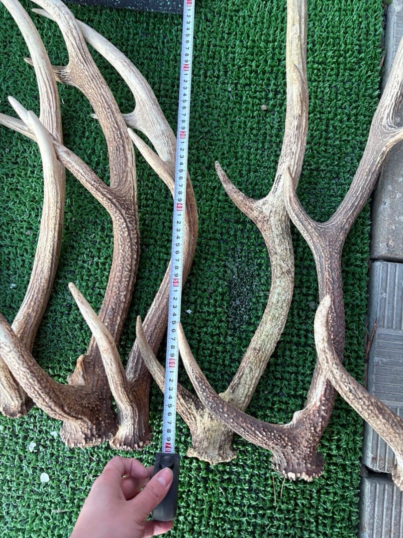 鹿の角 11本セット 66cm〜75cm位