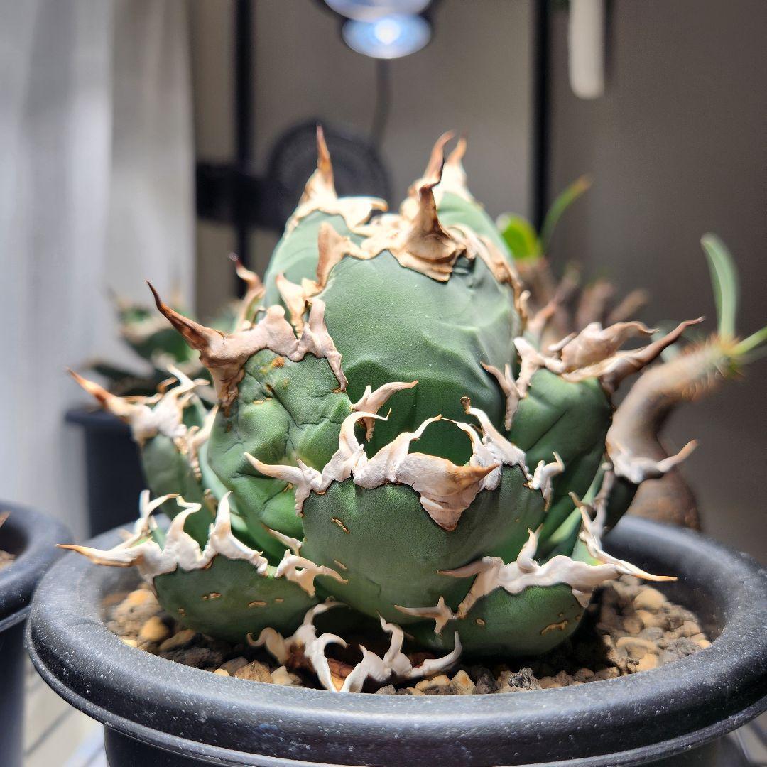 346＊コレクション株＊【1.4写真更新】アガベチタノタシーザー