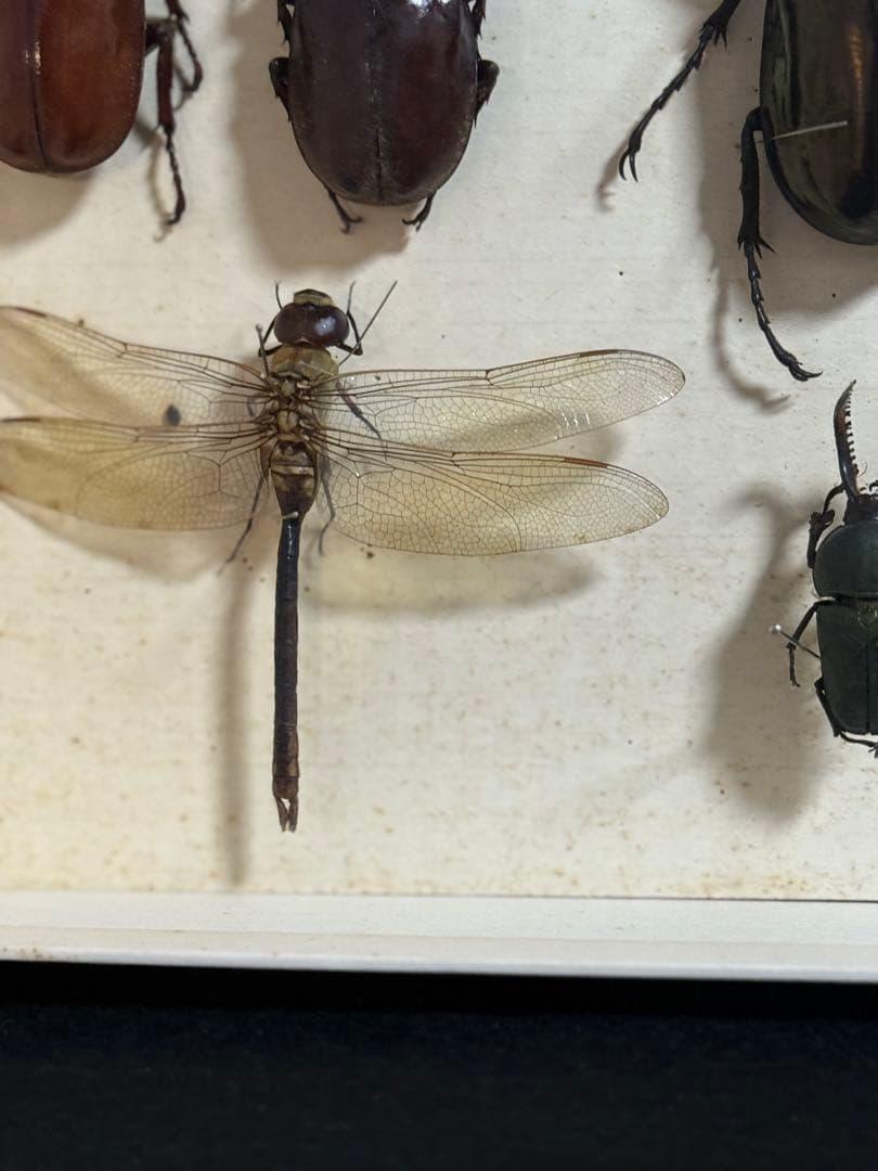 クワガタ　セミ　蜻蛉など23点　昆虫標本　ケース入　送料込み250927