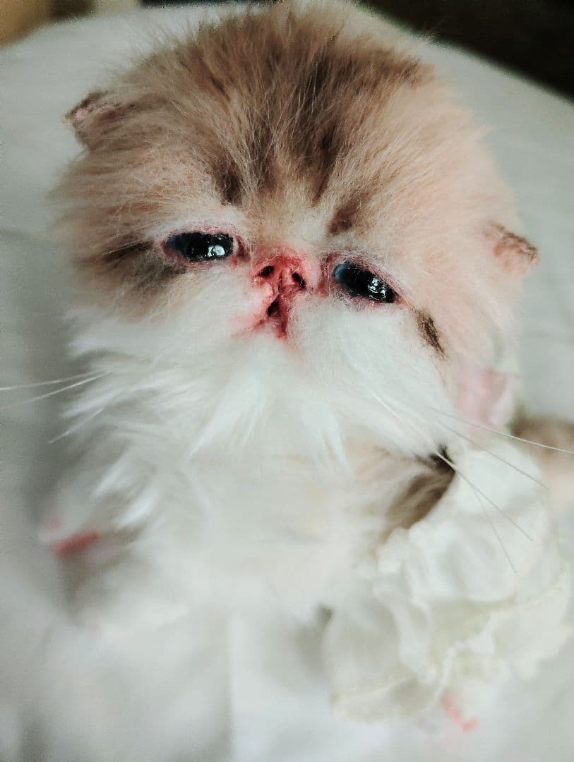 あちゃん様御予約❤ミーナちゃんと♡生後10日♡うるうるオメメの子猫ちゃん♡