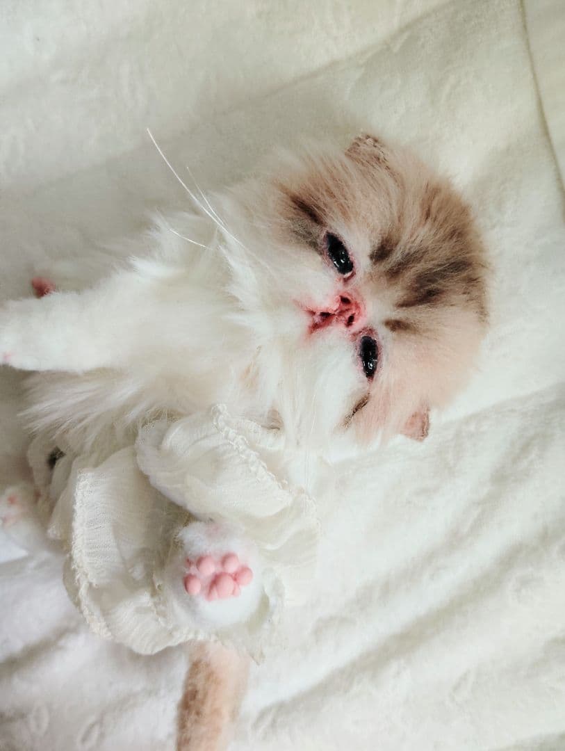 あちゃん様御予約❤ミーナちゃんと♡生後10日♡うるうるオメメの子猫ちゃん♡