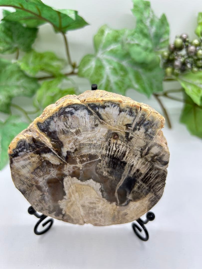 珪化木プレート　ペトリファイドウッド　No.901