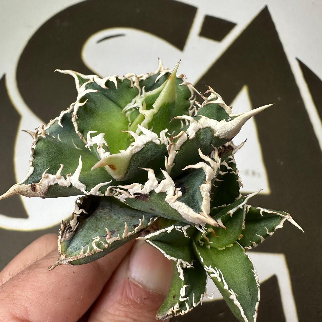 614【上澳園芸】 アガベ チタノタ 白豪棘 良質子株 LED管理株