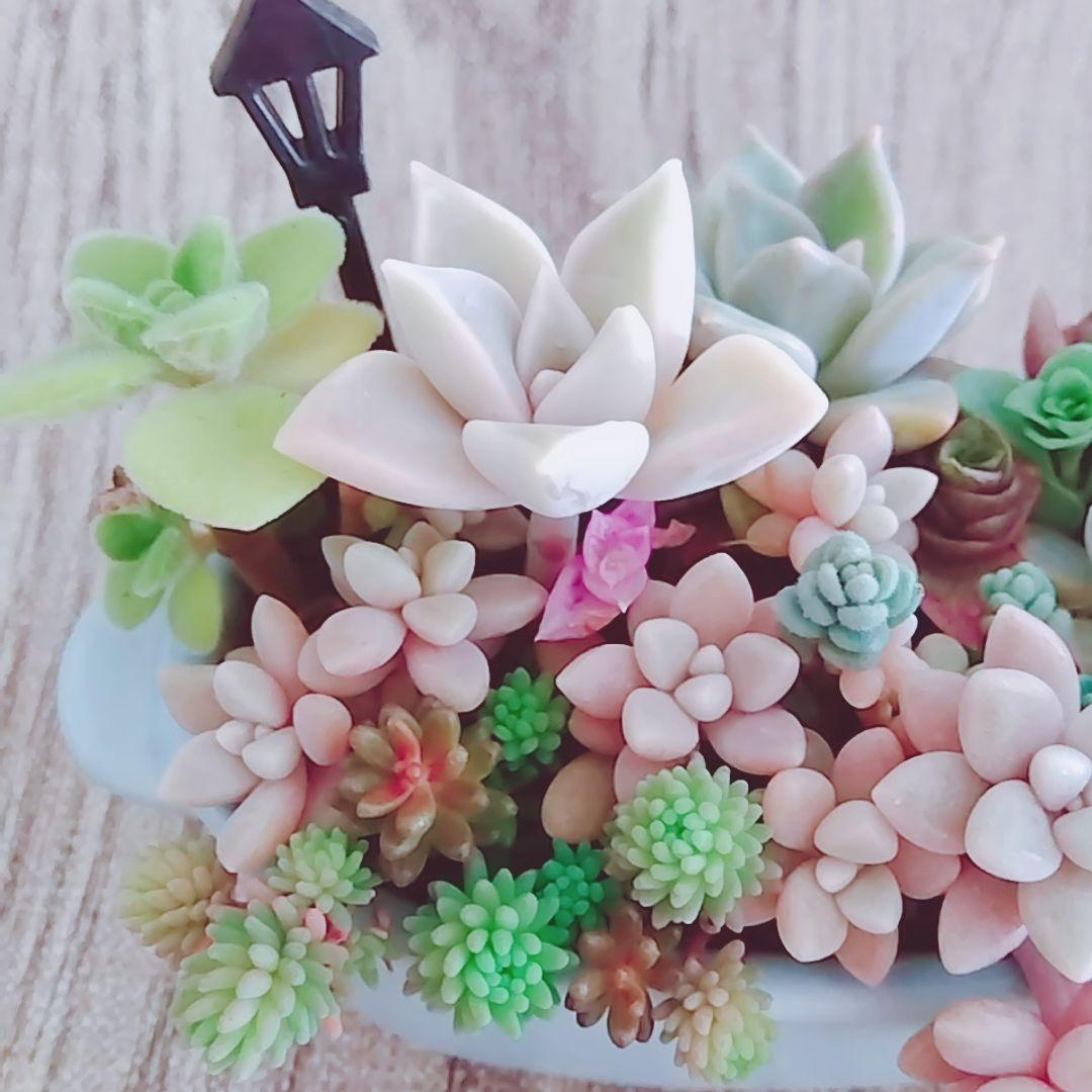 調整中①多肉植物 ちまちま寄せ植え抜き苗 根付き パープルヘイズ セダム
