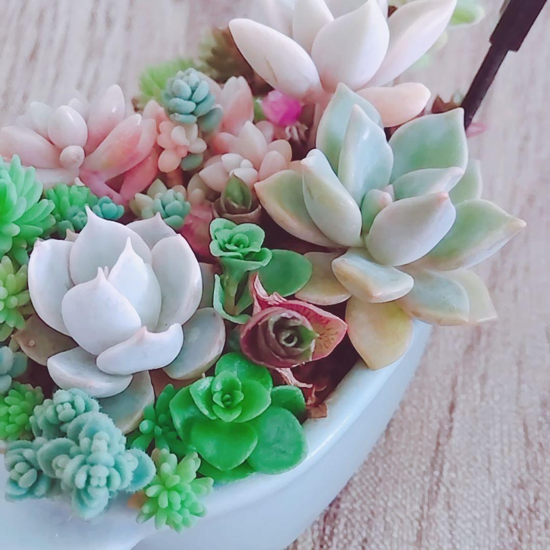 調整中①多肉植物 ちまちま寄せ植え抜き苗 根付き パープルヘイズ セダム