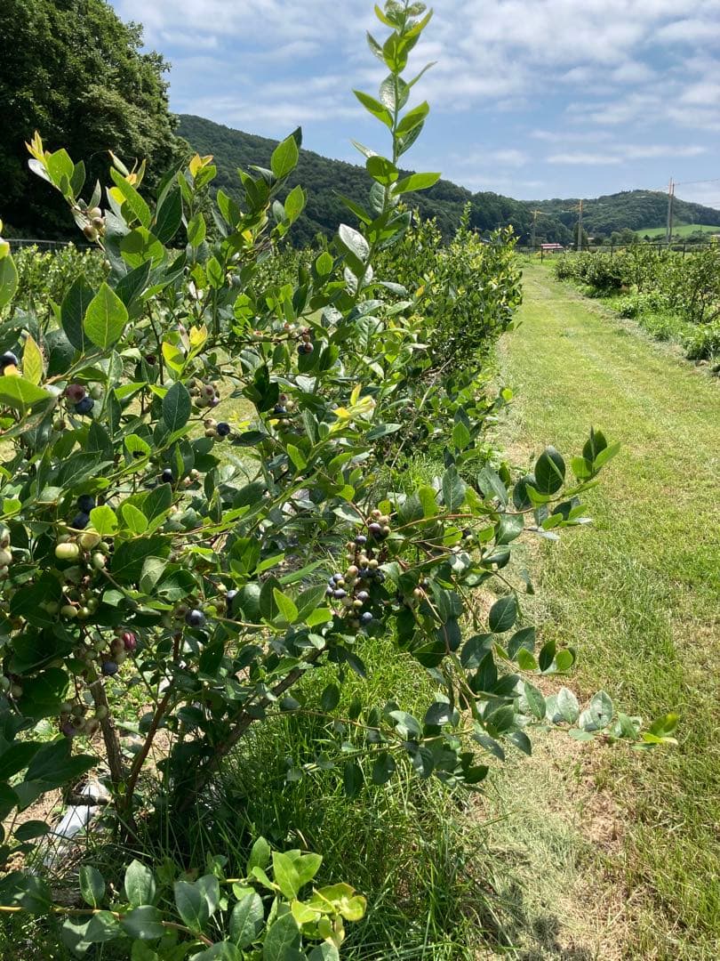 冷凍ブルーベリー