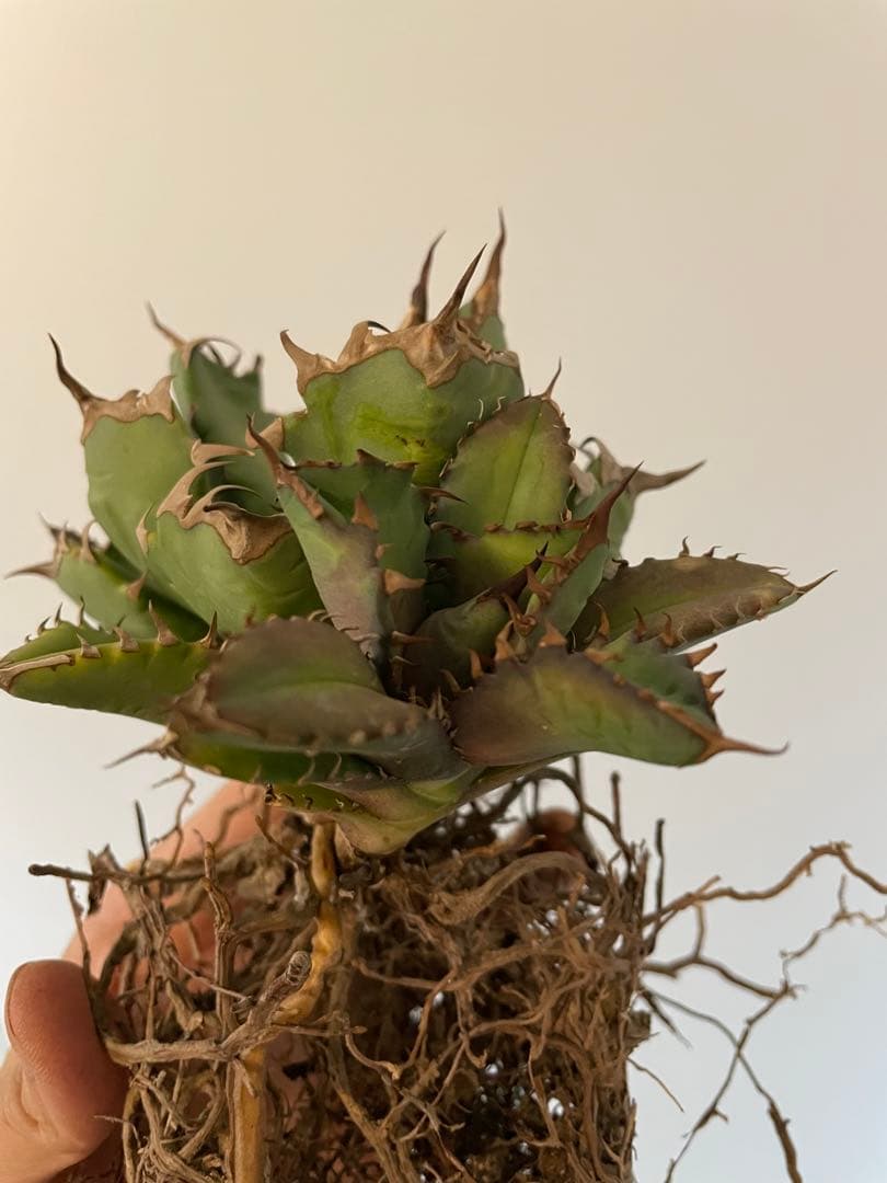 アガベチタノタCR-01 plants by the core