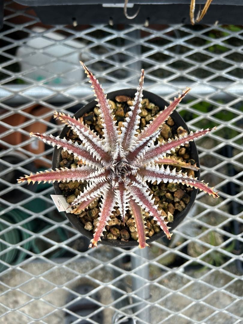 メガレア ビルベイカー ディッキア Dyckia First Cousin ⑶