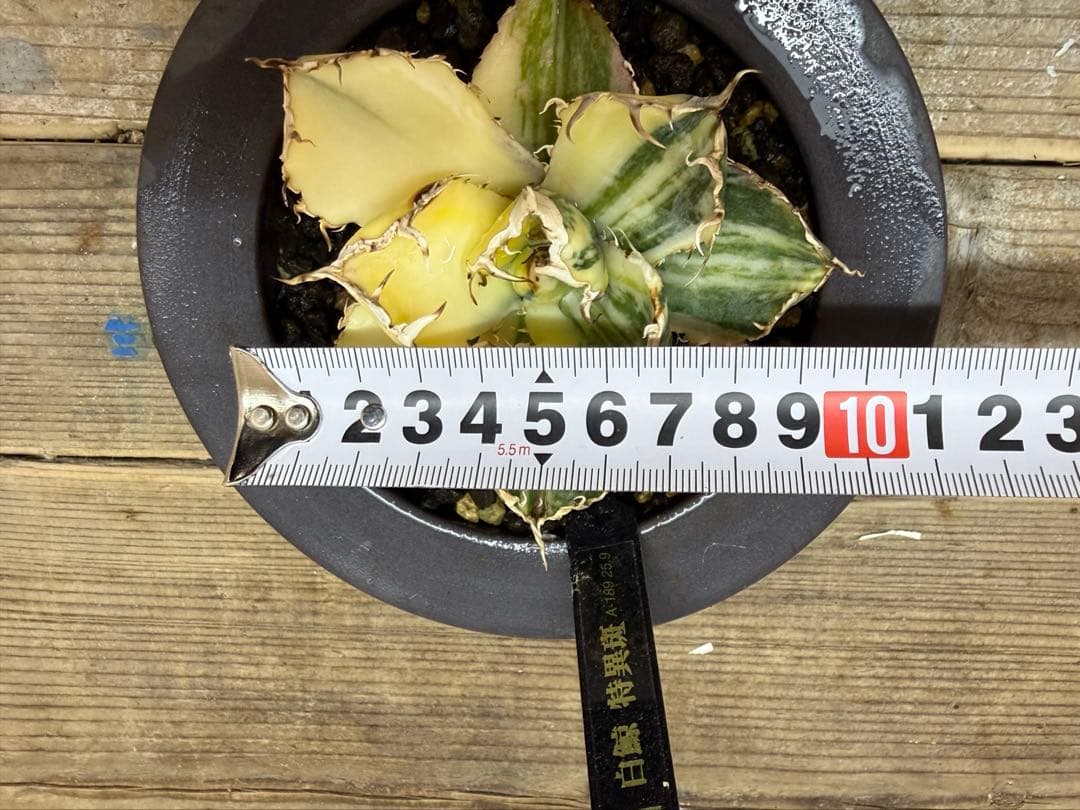 【超超希少株】白鯨錦　縞班　全班【コレクション株】【発根済】【小石原焼】