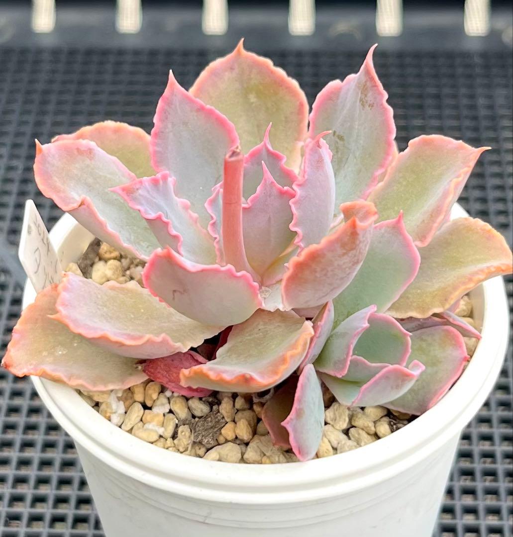 多肉植物【夕焼けの舞】抜き苗