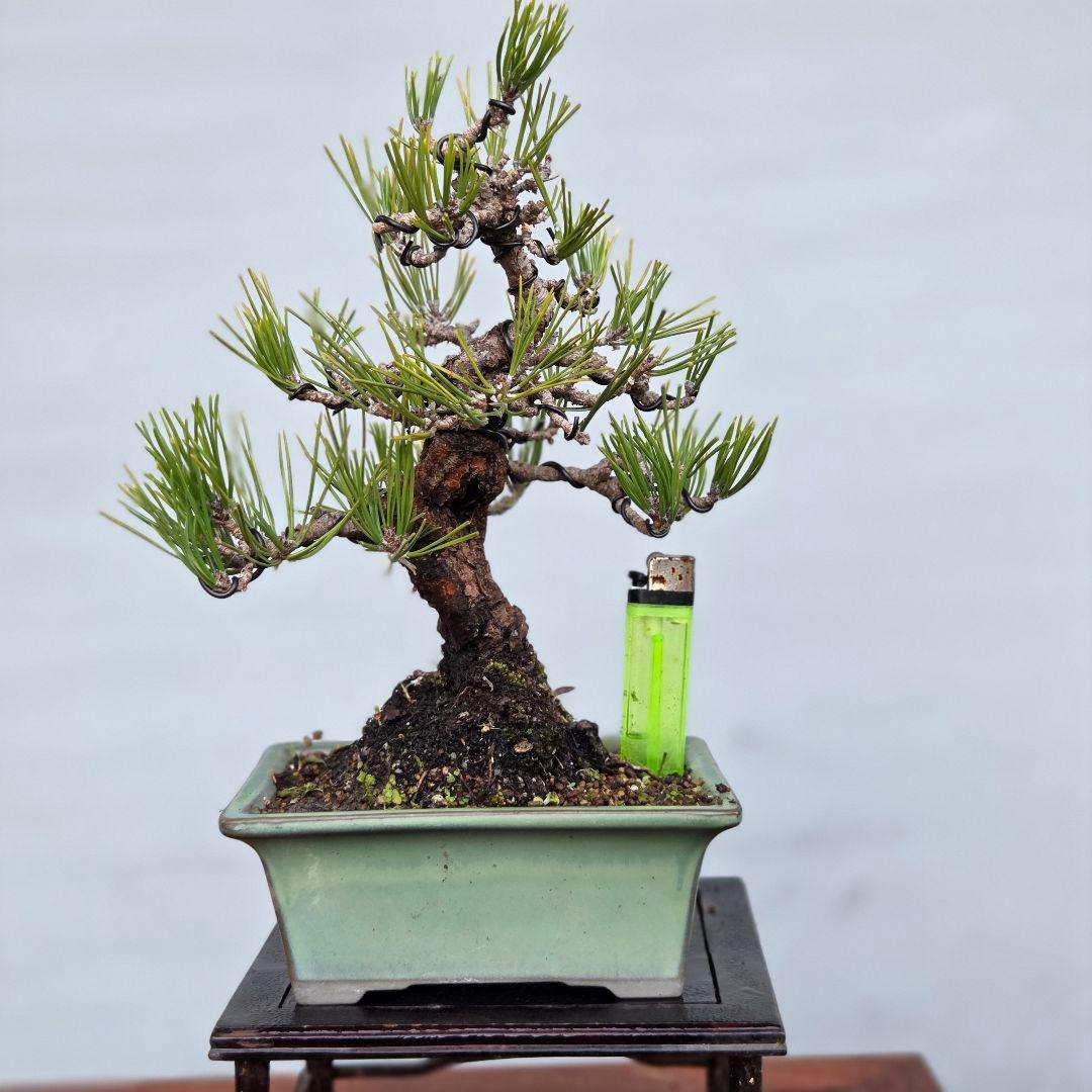 黒松　(岩石性)　[模様木]　貴風盆栽