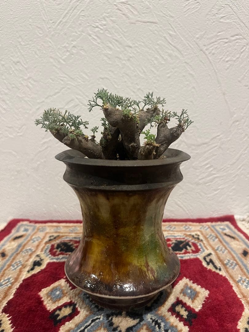 モンソニア　ムルチフィダ　サルコカウロン　ムルチフィズム　カタチ製作所　発根済