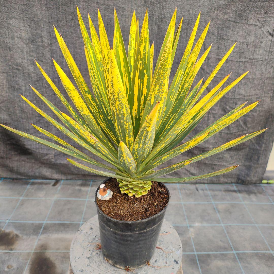 ユッカ　グロリオサ　散り斑