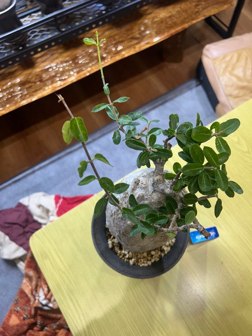 塊根植物 生育中 黒鉢付きコーデックス