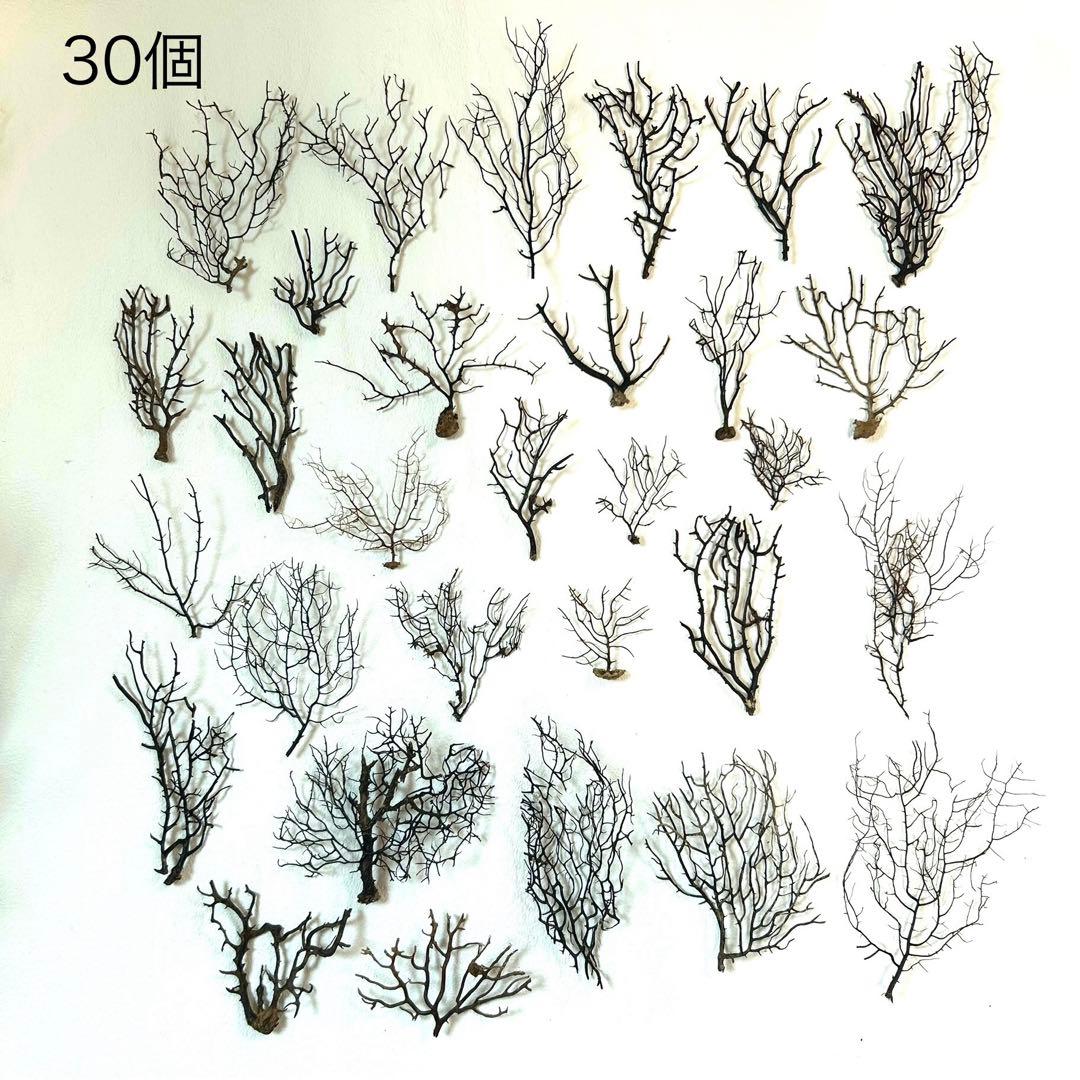 まいまい　ウミウチワ30個セット