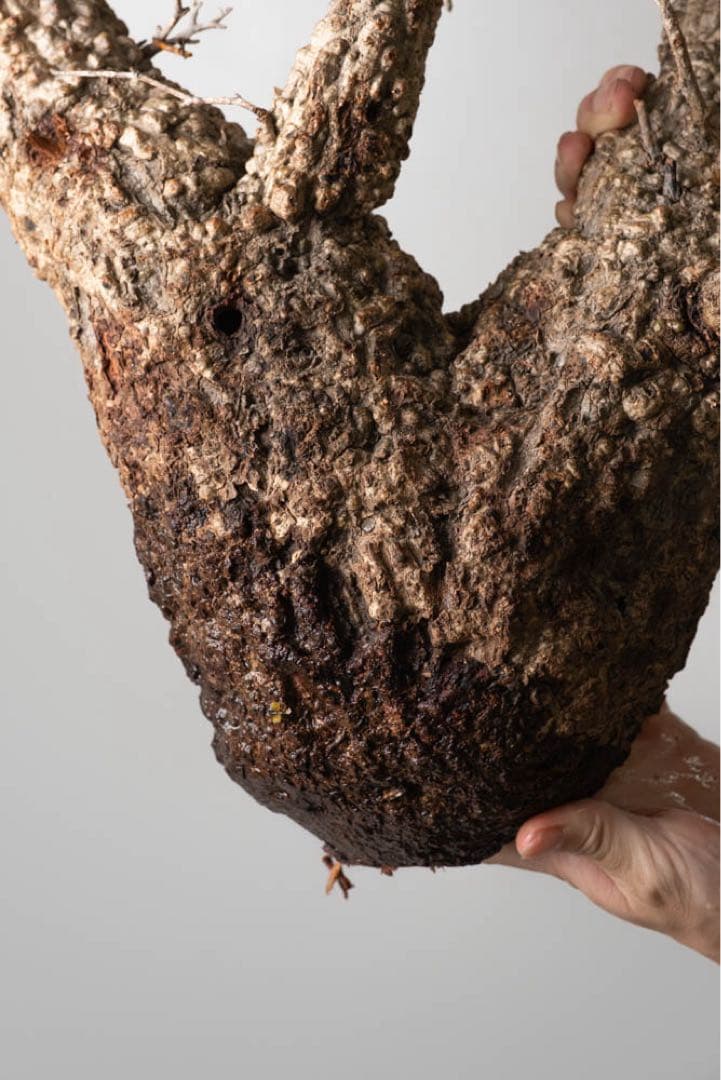 kk118 オペルクリカリア パキプス ベアルート株