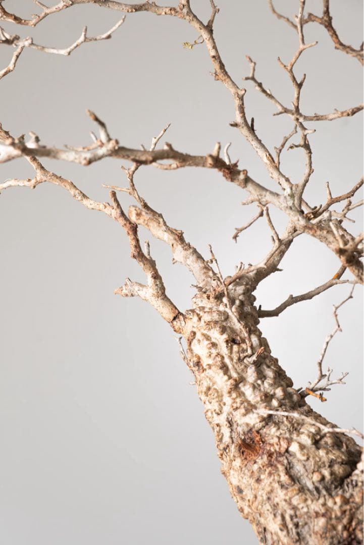 kk118 オペルクリカリア パキプス ベアルート株