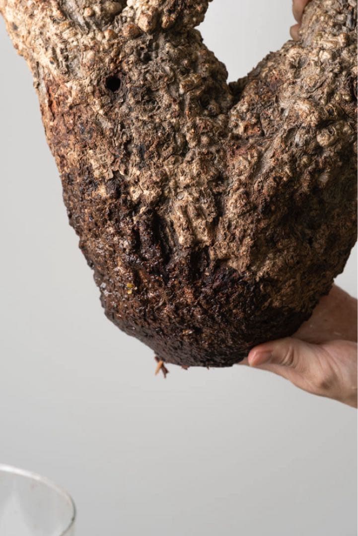 kk118 オペルクリカリア パキプス ベアルート株