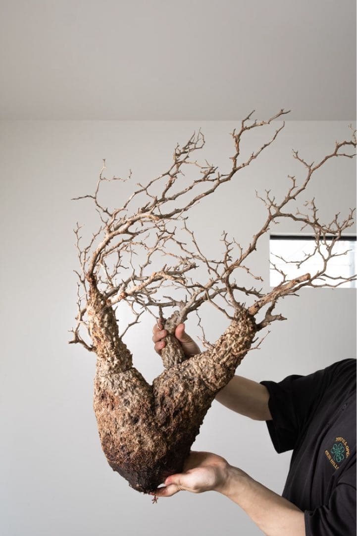 kk118 オペルクリカリア パキプス ベアルート株